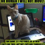 TYPICAL JERK CAT | NO HUMAN I WILL NOT MOVE! YOU HAVE 127 PICTURES OF OTHER CATS ON THIS LAPTOP! EXPLAIN YOURSELF! | image tagged in typical jerk cat | made w/ Imgflip meme maker