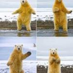 Dancing Polar Bear meme