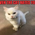 When having a bad day | EVEN THE CAT HATES YOU | image tagged in hate cat,evil cat,having a bad day | made w/ Imgflip meme maker