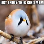 Borb | JUST ENJOY THIS BIRD MEME | image tagged in borb | made w/ Imgflip meme maker
