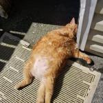 Sun cat