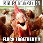 funny looking rooster chicken gallina | BIRDS OF A FEATHER; FLOCK TOGETHER !!!! | image tagged in funny looking rooster chicken gallina | made w/ Imgflip meme maker