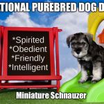 National Purebred Dog Day | NATIONAL PUREBRED DOG DAY; Miniature Schnauzer | image tagged in national purebred dog day | made w/ Imgflip meme maker