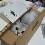 Box of Cat