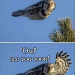 Owl Hi | Nice work on that assignment! 'Owl' see you soon! | image tagged in owl hi | made w/ Imgflip meme maker