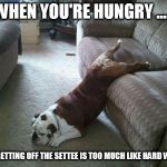 Lazy Dog | WHEN YOU'RE HUNGRY ..... BUT GETTING OFF THE SETTEE IS TOO MUCH LIKE HARD WORK. | image tagged in lazy dog | made w/ Imgflip meme maker