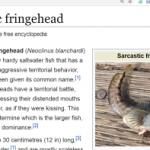 sarcastic fringehead