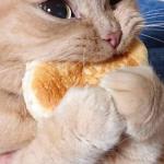Cat eating bread
