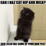 IRRESISTIBLE KITTEN | CAN I HAZ CAT NIP AND MILK? CAN I ALSO HAZ SOME OF YOUR HAM YES? | image tagged in irresistible kitten | made w/ Imgflip meme maker