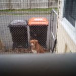 My dog won't come inside | YOU TRIED THIS 100 TIMES BEFORE; LET ME INSIDE BEFORE I COME IN MYSELF | image tagged in my dog won't come inside | made w/ Imgflip meme maker