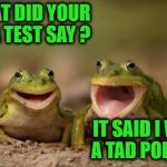 tad polish | WHAT DID YOUR DNA TEST SAY ? IT SAID I WAS A TAD POLISH ! | image tagged in two happy frogs,dna,frog | made w/ Imgflip meme maker