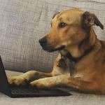 typing dog at computer
