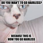 hairless kitty | DO YOU WAN'T TO GO HAIRLESS? BECAUSE THIS IS HOW YOU GO HAIRLESS | image tagged in hairless kitty,hairless,archer,cat meme,smooth,pepperidge farm remembers | made w/ Imgflip meme maker