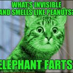 RayCat WTF | WHAT’S INVISIBLE AND SMELLS LIKE PEANUTS? ELEPHANT FARTS! | image tagged in raycat wtf | made w/ Imgflip meme maker