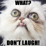 WHAT | WHAT? DON'T LAUGH! | image tagged in what | made w/ Imgflip meme maker