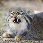 Snarly Face Manul Pallas Cat