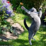 Cat with Butterfly meme