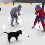 Hockey puppy GIF Template