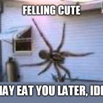 get the raid | FELLING CUTE; MAY EAT YOU LATER, IDK. | image tagged in giant spider | made w/ Imgflip meme maker