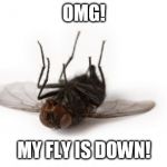 is there an entomologist in the house? | OMG! MY FLY IS DOWN! | image tagged in dead fly | made w/ Imgflip meme maker
