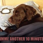 Chuckie the Chocolate Lab  | GIMME ANOTHER 10 MINUTES | image tagged in chuckie the chocolate lab | made w/ Imgflip meme maker