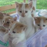 Kittens in plastic tub