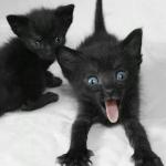 Black kittehs