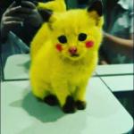 Pika cat