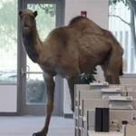 Geico Camel