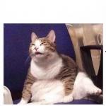 Confused fat cat meme