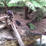 Tasmanian Devils! GIF Template