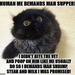 DEMANDS | HUMAN ME DEMANDS MAH SUPPER! I DIDN'T BITE THE VET AND POOP ON HIM LIKE ME USUALLY DO SO I DEMANDS MAH SHRIMP, STEAK AND MILK I WAS PROMISED! | image tagged in demands | made w/ Imgflip meme maker