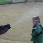 llama spitting on the kids face