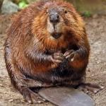Guilty beaver