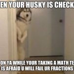 Embarassed Husky | WHEN YOUR HUSKY IS CHECKING; IN ON YA WHILE YOUR TAKING A MATH TEST AND IS AFRAID U WILL FAIL UR FRACTIONS QUIZ | image tagged in embarassed husky | made w/ Imgflip meme maker