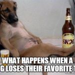 Dogs and their Toys | WHAT HAPPENS WHEN A DOG LOSES THEIR FAVORITE TOY | image tagged in funny dog,memes,i could use a drink | made w/ Imgflip meme maker