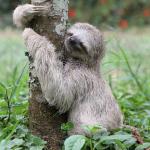 Sloth Taking a Dump