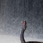Rain Snake