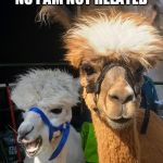 See he is white and I am brown | NO I AM NOT RELATED | image tagged in fuzzy head alpacas | made w/ Imgflip meme maker