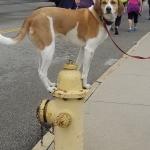 Dog on fire hydrant