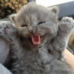 Excited kitten