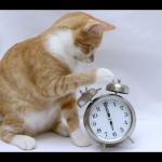 cat with clock