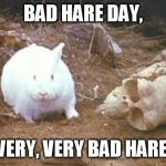 it's a killer | BAD HARE DAY, VERY, VERY BAD HARE. | image tagged in holy grail rabbit | made w/ Imgflip meme maker