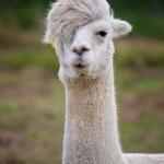 Emo llama