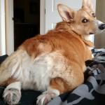 Corgi butt