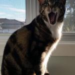 Chemicals stink and so does my vet!