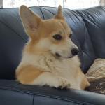 Brynlee, the disappointed corgi