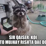 Raccoon Proposal  | SIR QAISER: KOI TO MUJHAY RISHTA DAE DO | image tagged in raccoon proposal | made w/ Imgflip meme maker