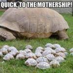 Turtle Memez