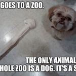 Too Big Shitzu | A MAN GOES TO A ZOO. THE ONLY ANIMAL IN THE WHOLE ZOO IS A DOG. IT'S A SHITZU. | image tagged in too big shitzu | made w/ Imgflip meme maker